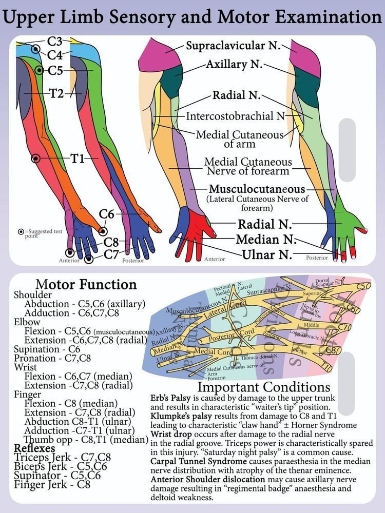 Brachial Plexus Dermatome Map Dermatome Map