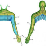 Neck And Arm Pain Spines Dorset