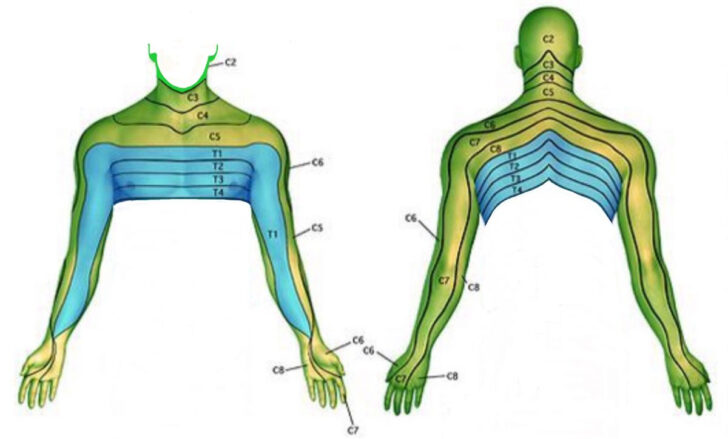 What Area Does The C5 C6 Nerve Control | Dermatome Map