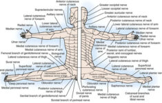 Nervous System Basicmedical Key