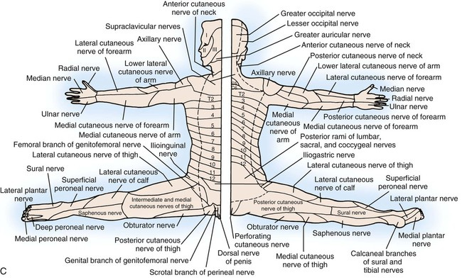 Nervous System Basicmedical Key
