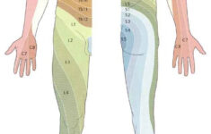 Netter Dermatomes Quotes Quotes Neurology Map