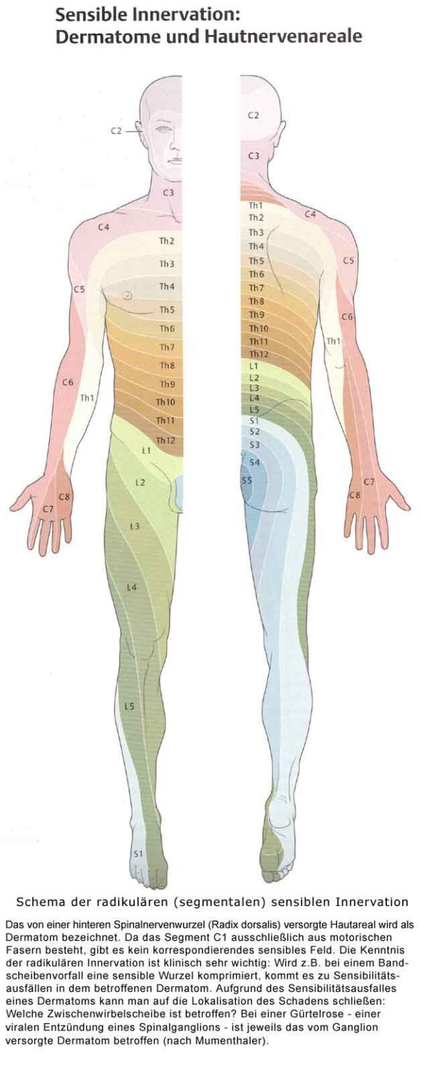 Netter Dermatomes Quotes Quotes Neurology Map | Dermatome Map