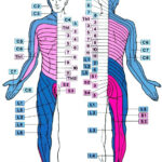 Neuroffice Sensory Dermatome Maps