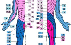 neuroffice sensory dermatome maps Neuroffice Sensory Dermatome Maps