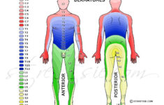 neurology shoulder complex Neurology Shoulder Complex