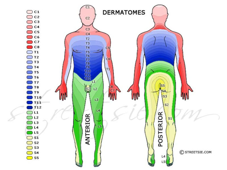 Neurology Shoulder Complex | Dermatome Map