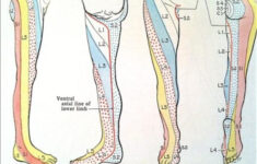 Pain On The Top Of The Foot And Ankle By Dr Steven J Dolgoff