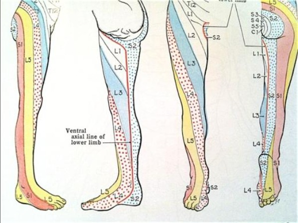 Dermatome Map Of Foot