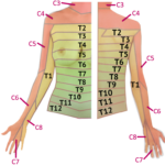 Pelvic Girdle Muscles Google Search Tmj Pelvic Girdle Ortho