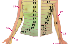 pelvic girdle muscles google search tmj pelvic girdle ortho Pelvic Girdle Muscles Google Search Tmj Pelvic Girdle Ortho