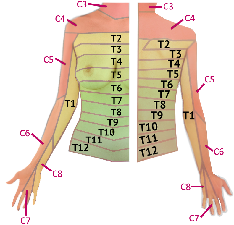 Pelvic Girdle Muscles Google Search Tmj Pelvic Girdle Ortho Dermatome