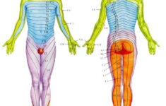 physio life today dermatome 2 Physio Life Today Dermatome