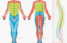 Pin On DERMATOMES