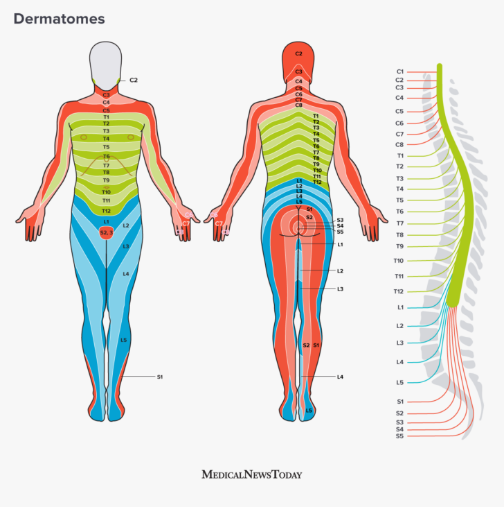 Lumbosacral Dermatome Map