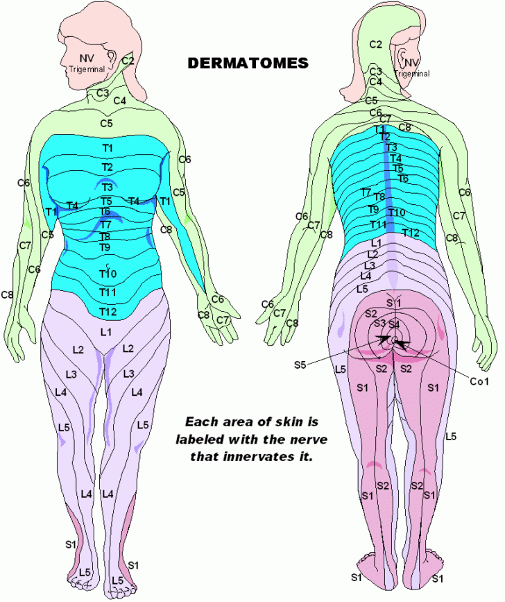 Abdominal Dermatome Map