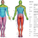 Pin On Occupational Therapy