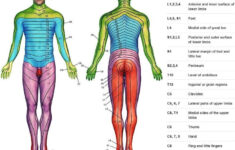 pin on occupational therapy Pin On Occupational Therapy