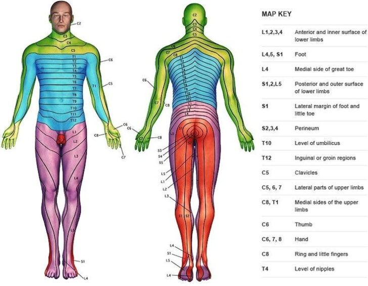 Le Dermatome Map