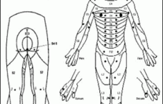 Pin On Physical Therapy