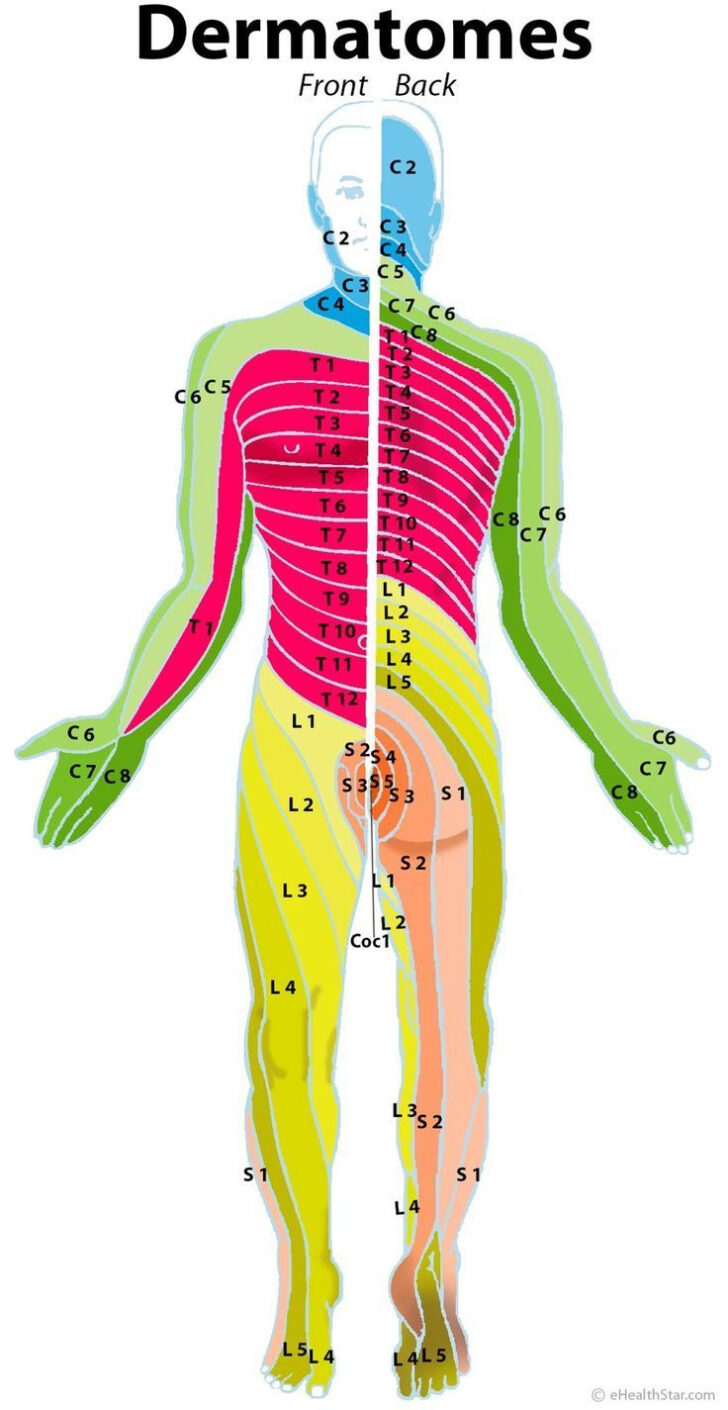 Cervical Nerve Dermatome Map Dermatome Map Cervical Nerve Dermatome Map Dermatome Map