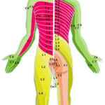 Pin On Pinched Nerve In Lower Back