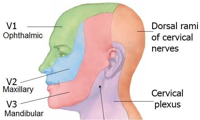 Facial Dermatome Map