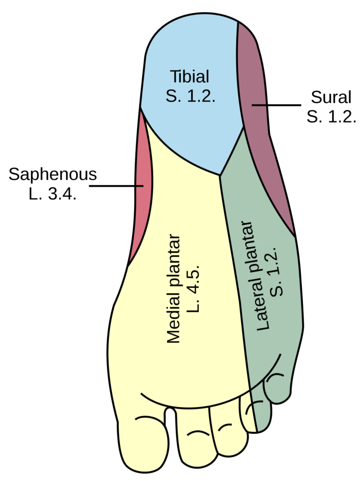 Foot Dermatome Map