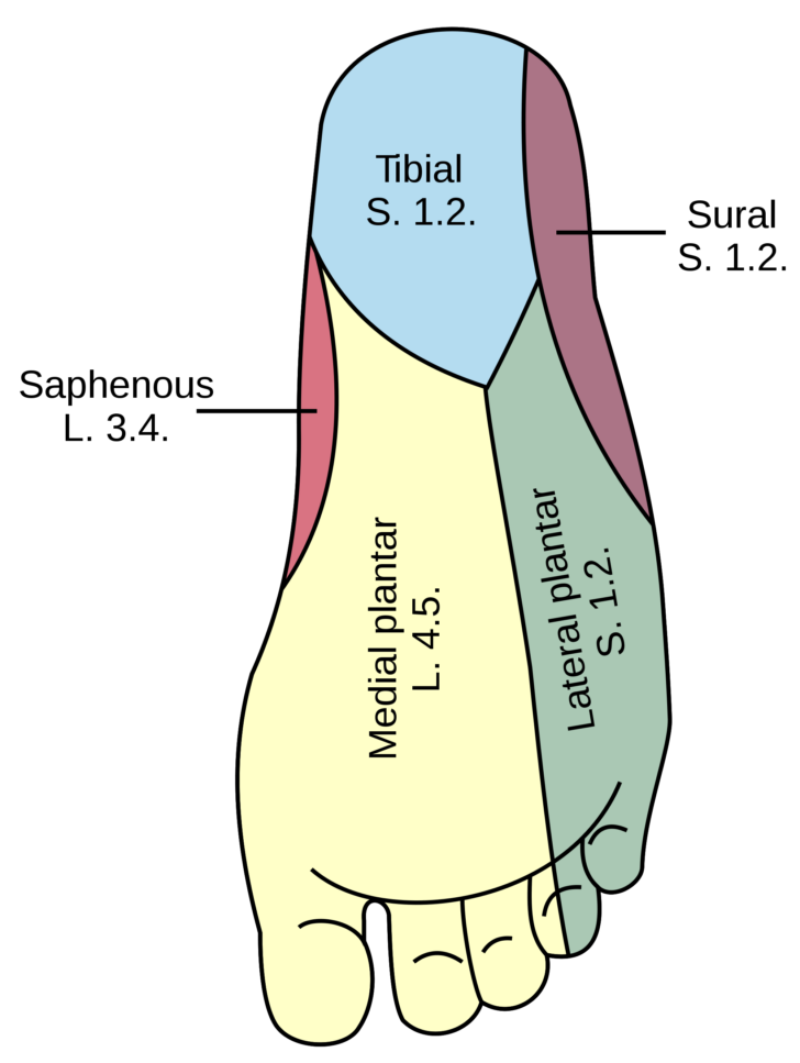 Dermatome Map Foot