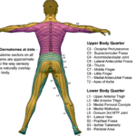 Posterior Dermatome Map QxMD