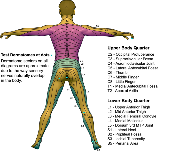 What Is A Dermatome Map