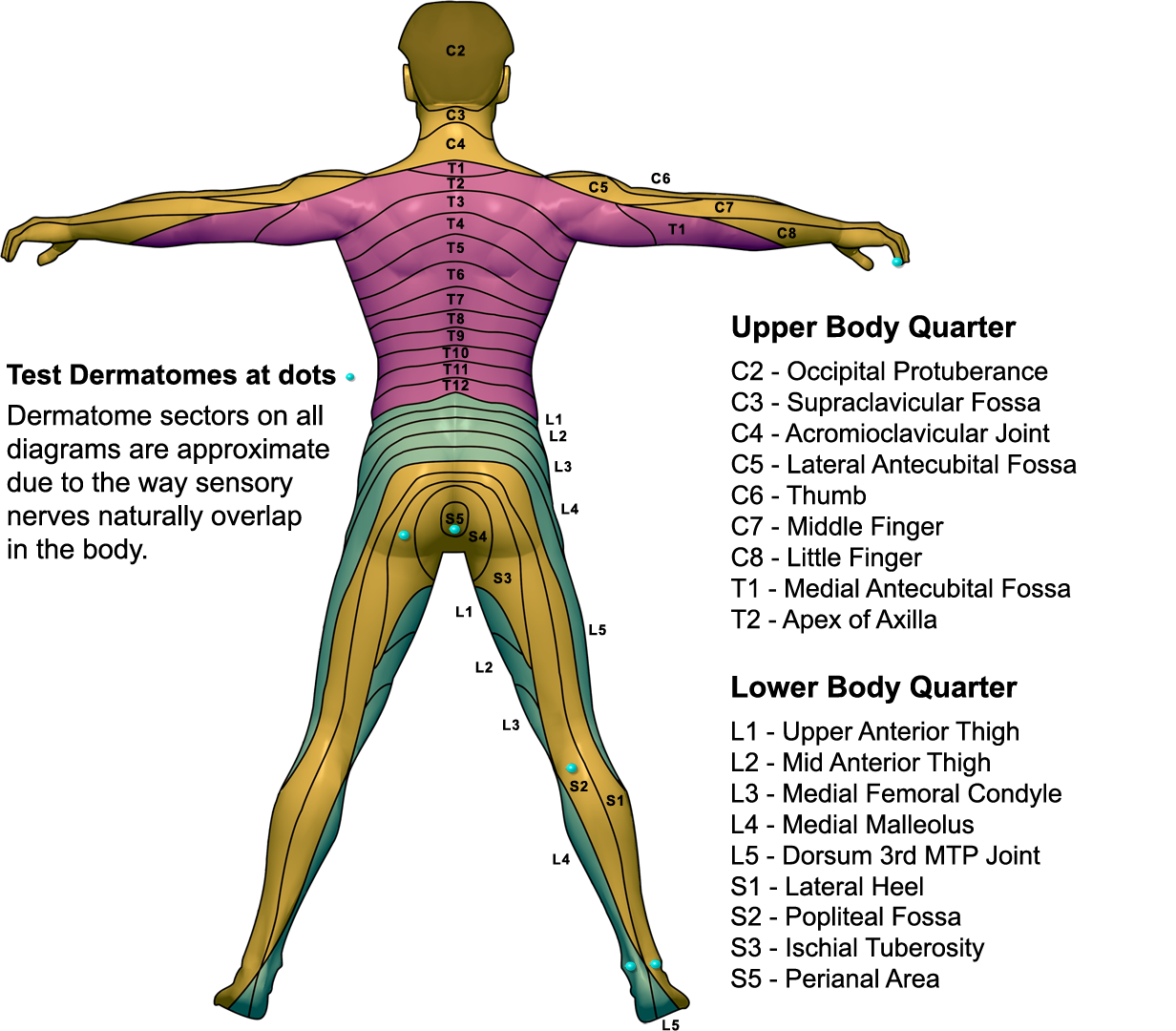 Dermatome Map Lumbar Dermatome Map