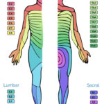 Printable Dermatome Map Free Printable Maps