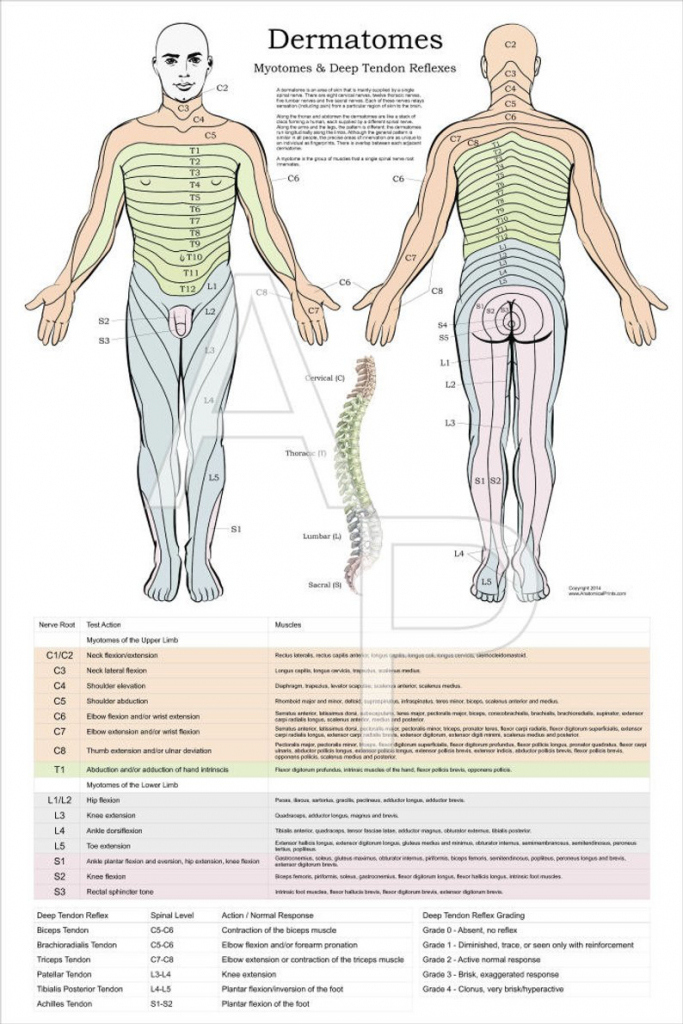 Printable Dermatome Map Printable Maps Dermatome Map