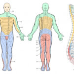 Printable Dermatome Map Printable Maps