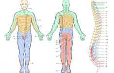 Printable Dermatome Map Printable Maps