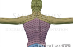 Rheumatology Images Cervical Dermatome Anatomy 04 CERVICAL Flickr