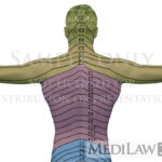 Rheumatology Images Cervical Dermatome Anatomy 04 CERVICAL Flickr