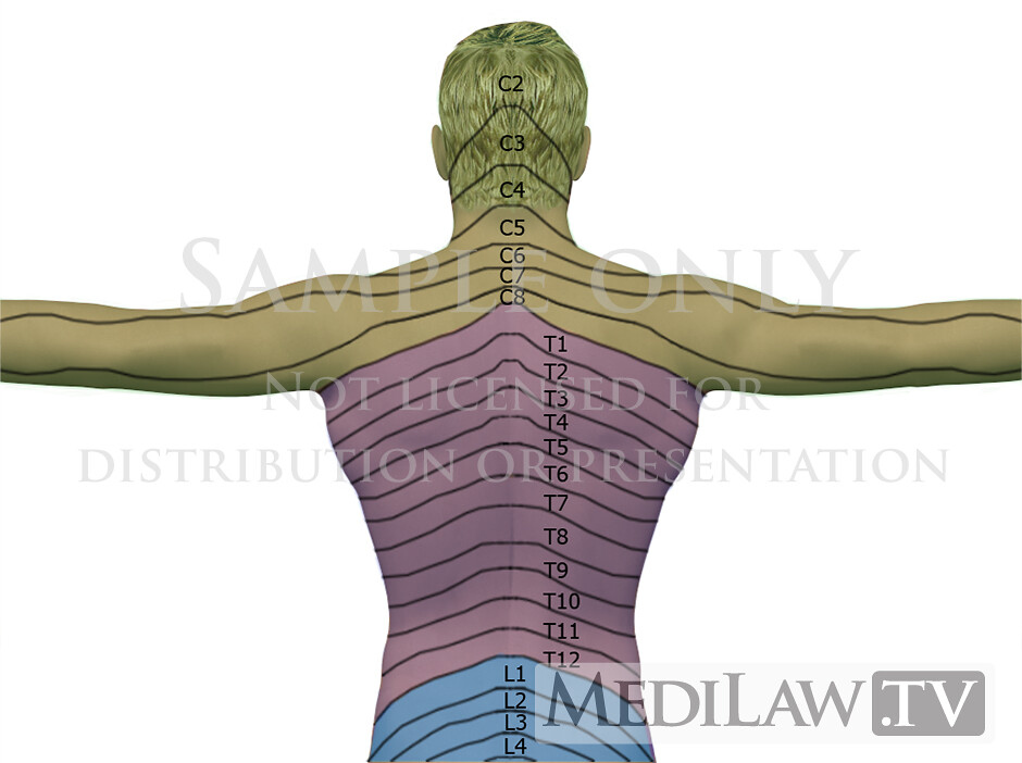 Rheumatology Images Cervical Dermatome Anatomy 04 CERVICAL Flickr