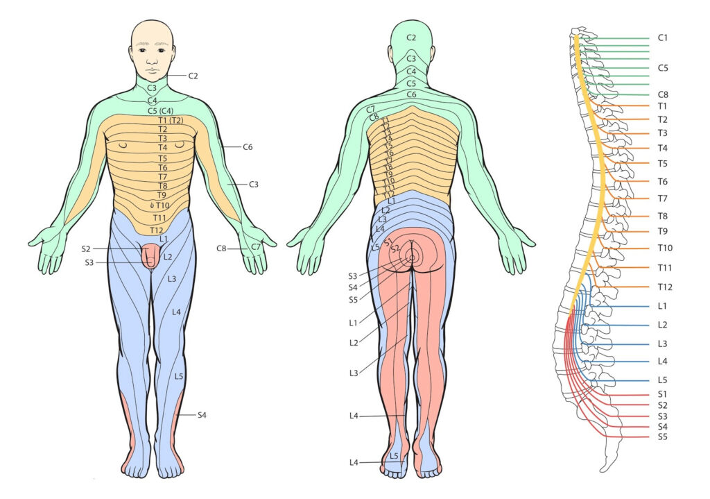 SRNA Daily Review DERMATOMES GLASGOW COMA SCALE Dermatome Map