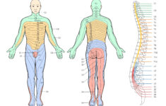 SRNA Daily Review DERMATOMES GLASGOW COMA SCALE