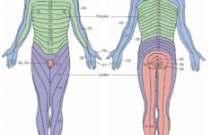 The Spinal Cord Organization Of The Central Nervous System Part 2