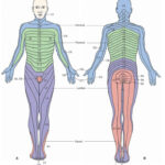 The Spinal Cord Organization Of The Central Nervous System Part 2