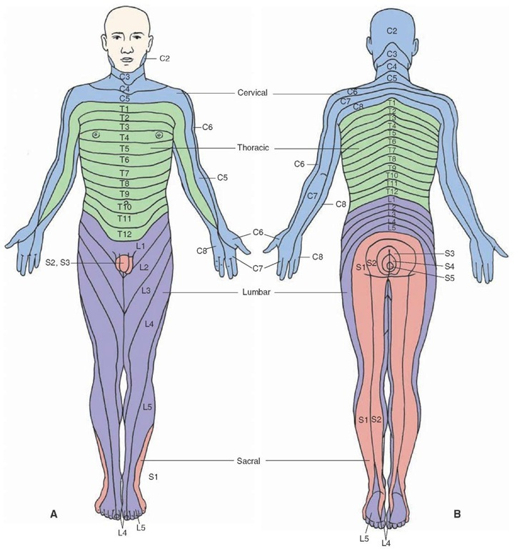 The Spinal Cord Organization Of The Central Nervous System Part 2