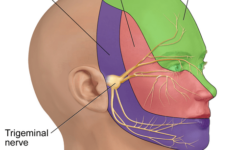 Trigeminal Nerve The Definitive Guide Biology Dictionary