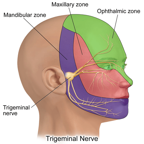 Trigeminal Nerve The Definitive Guide Biology Dictionary
