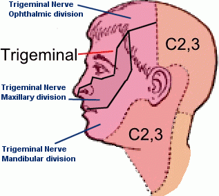 Trigeminal Dermatome Map
