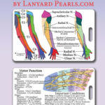 Upper Limb Dermatome Myotome Lanyard Reference Card Brachial Plexus