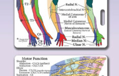 Upper Limb Dermatome Myotome Lanyard Reference Card Brachial Plexus