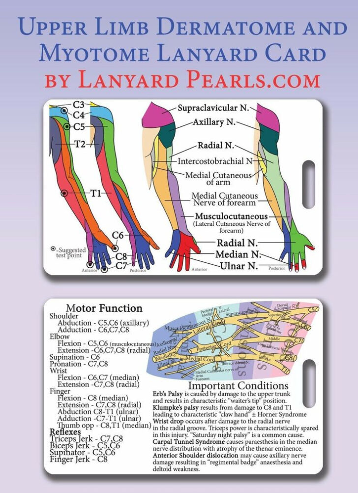 Upper Limb Dermatome Myotome Lanyard Reference Card Brachial Plexus Dermatome Map